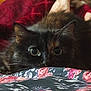 animal, bed, blanket, cat, closeup, comfort, cozy, curious, cute, ears, eyes, feline, floral_pattern, fluffy, hidden, indoors, pet, resting, soft, whiskers