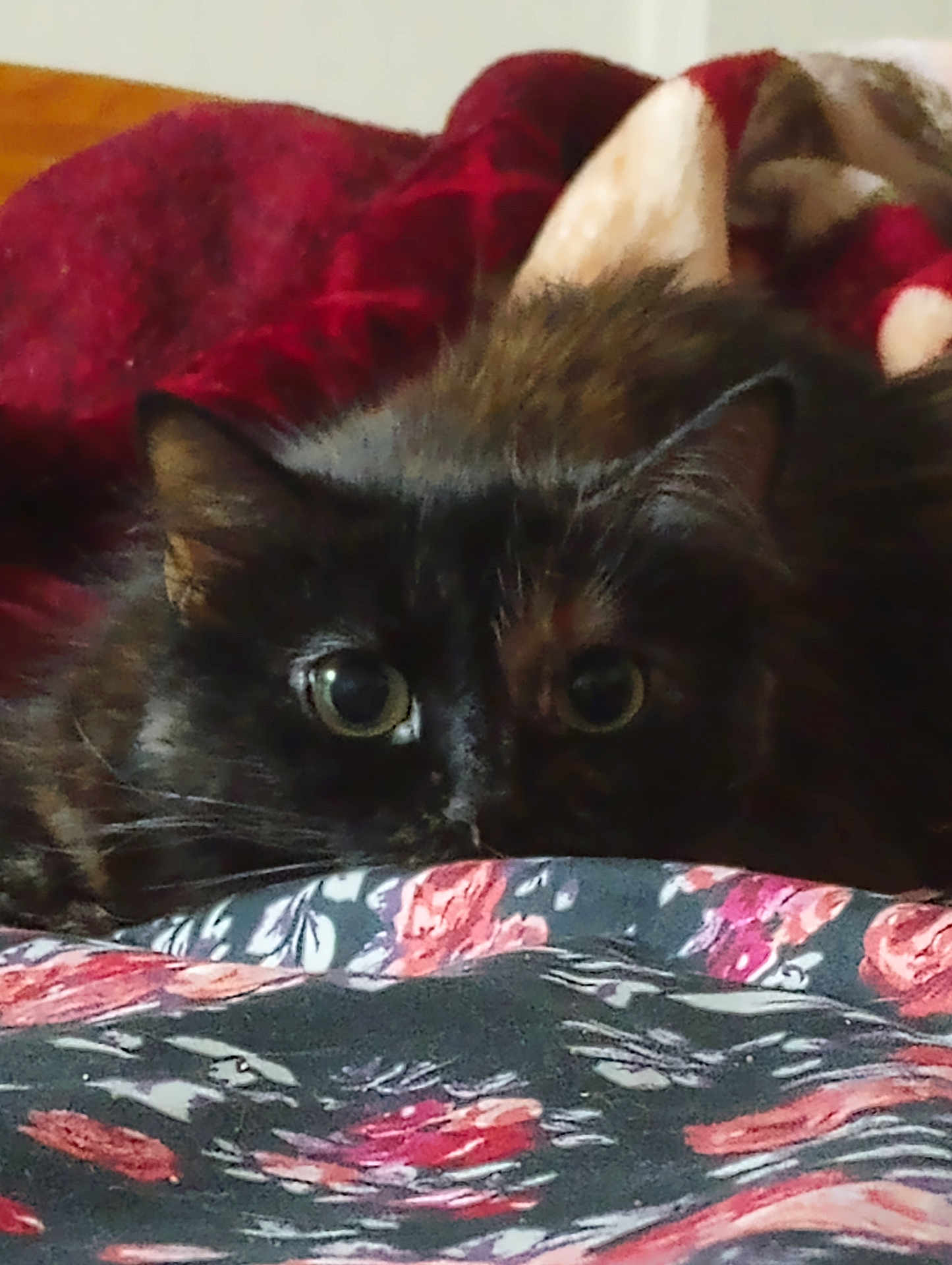 Chloe