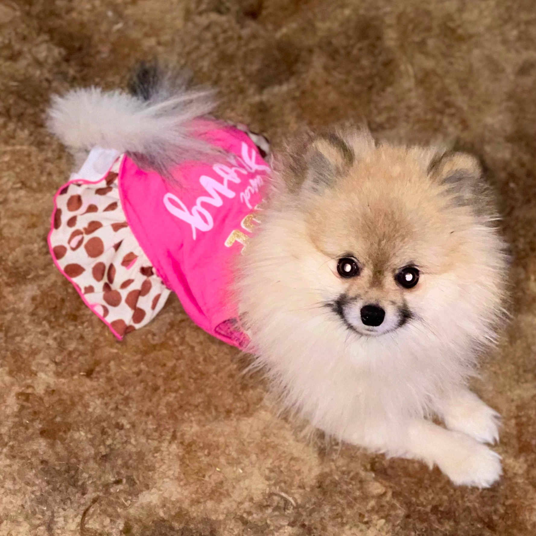Boz is registered to the contest to win money with this photo: canidae, carnivore, companion_dog, dog, dog_breed, dog_clothes, dog_supply, fawn, fur, german_spitz, german_spitz_klein, german_spitz_mittel, hat, pet_supply, snout, spitz, sporting_group, toy_dog, whiskers, working_animal