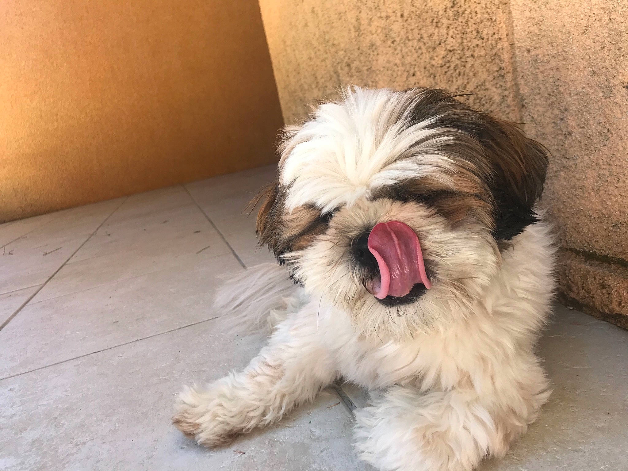 Pepsi a rejoint le concours — aidez-le/la à gagner de superbes lots ! canidae, carnivore, comfort, companion_dog, dog, dog_breed, dog_supply, flooring, fur, liver, mal_shi, paw, shih_tzu, small_terrier, sporting_group, tail, terrestrial_animal, terrier, toy_dog, working_animal