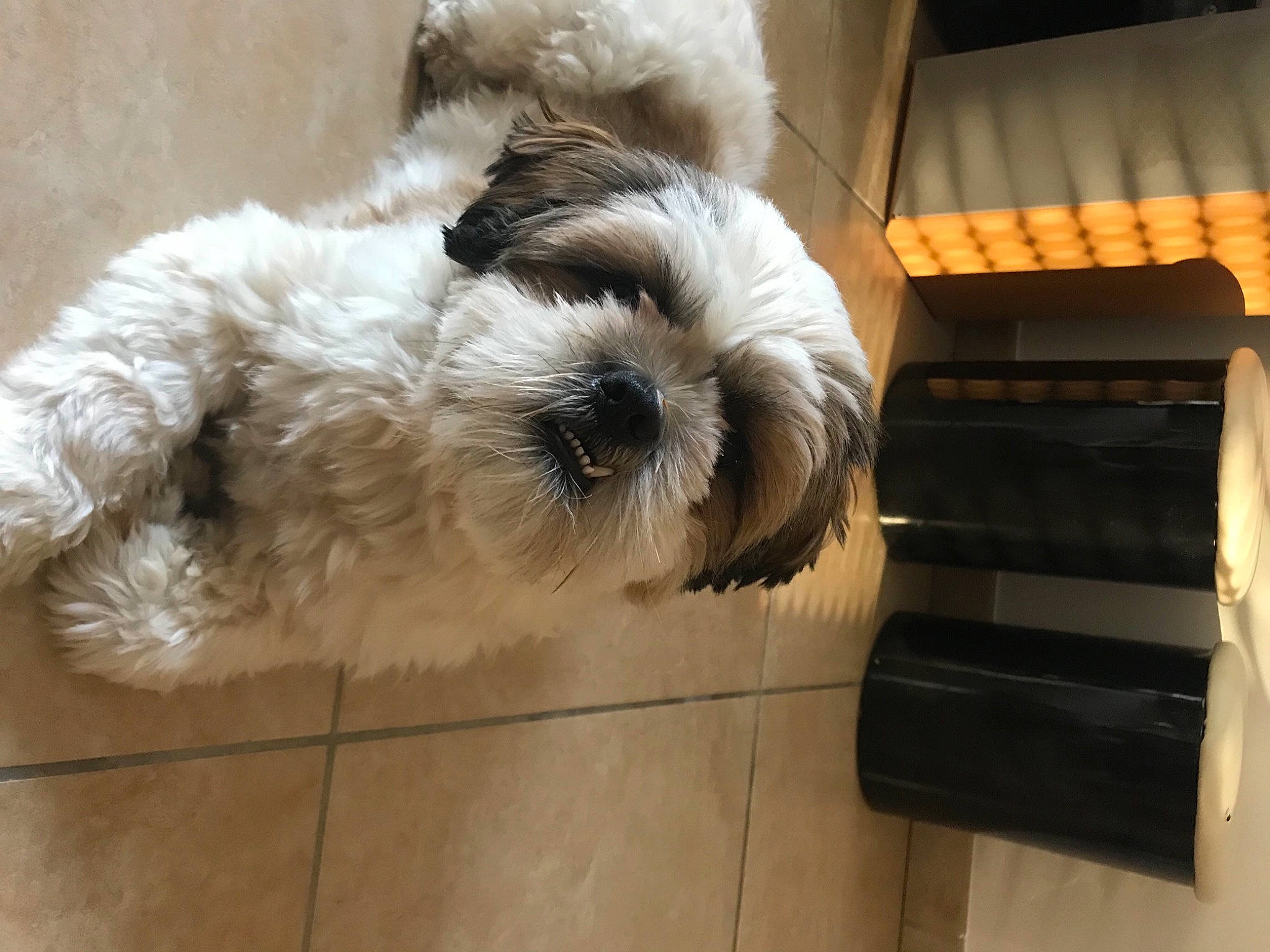 Pepsi participe au concours pour gagner de l'argent avec cette photo : canidae, carnivore, companion_dog, dog, dog_breed, flooring, fur, maltepoo, non_sporting_group, puppy, small_terrier, snout, sporting_group, terrier, toy_dog, water_dog, working_animal