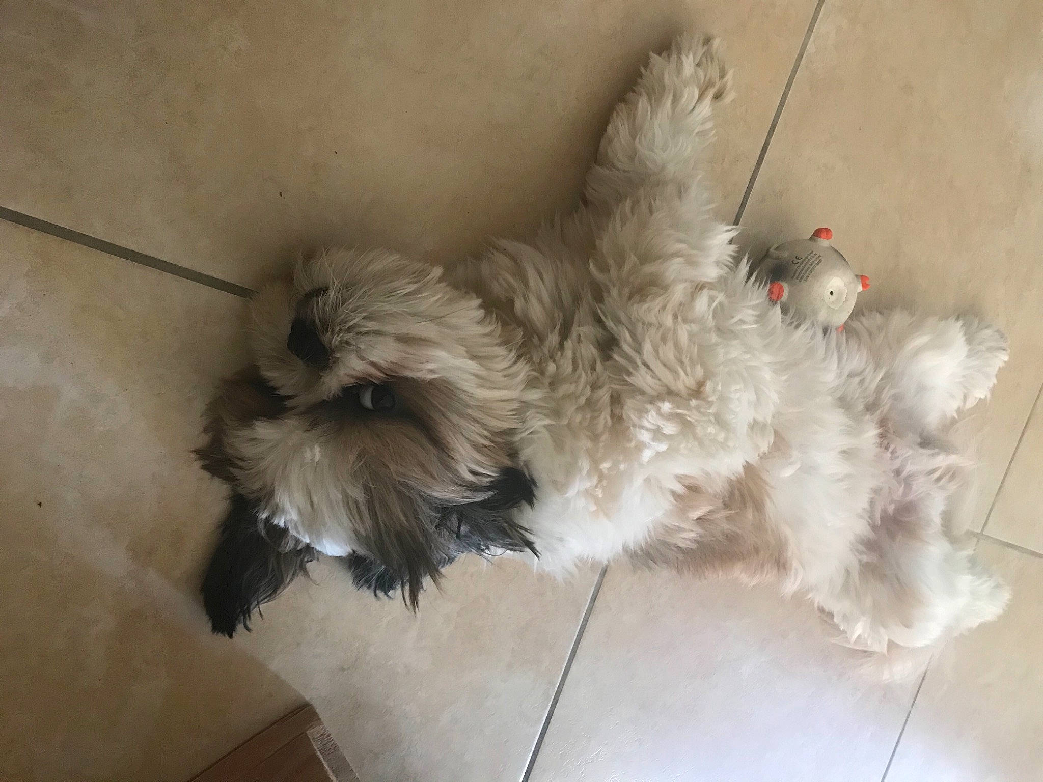 Pepsi participe au concours pour gagner de l'argent avec cette photo : carnivore, companion_dog, dog, dog_breed, dog_supply, fawn, felidae, flooring, fur, hardwood, liver, paw, shih_poo, small_terrier, small_to_medium_sized_cats, sporting_group, tail, terrier, toy_dog, working_animal