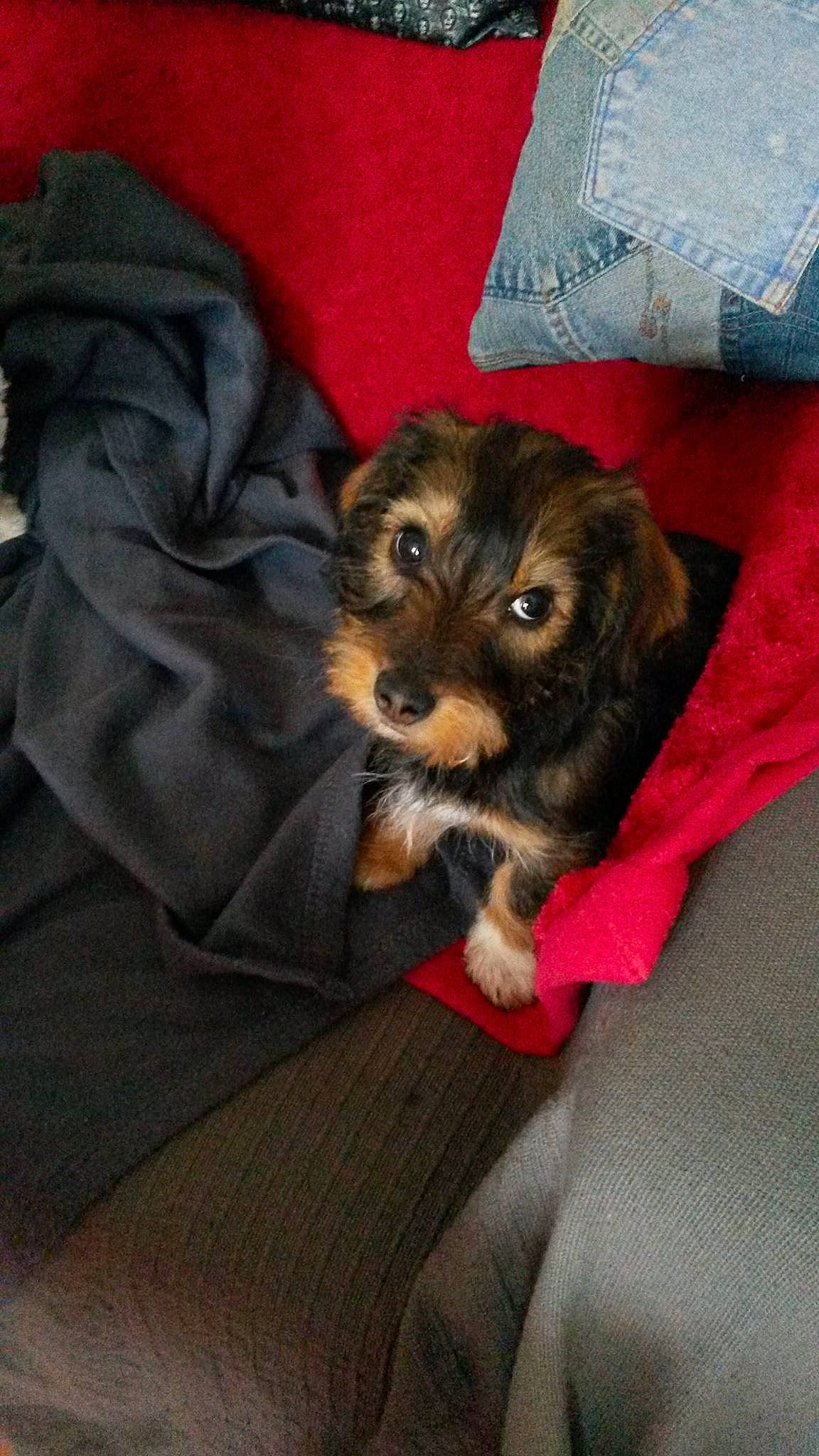 Moka a rejoint le concours — aidez-le/la à gagner de superbes lots ! canidae, carnivore, comfort, companion_dog, dog, dog_breed, dog_supply, fur, paw, puppy_love, sleeve, small_terrier, sporting_group, terrier, toy_dog, working_animal