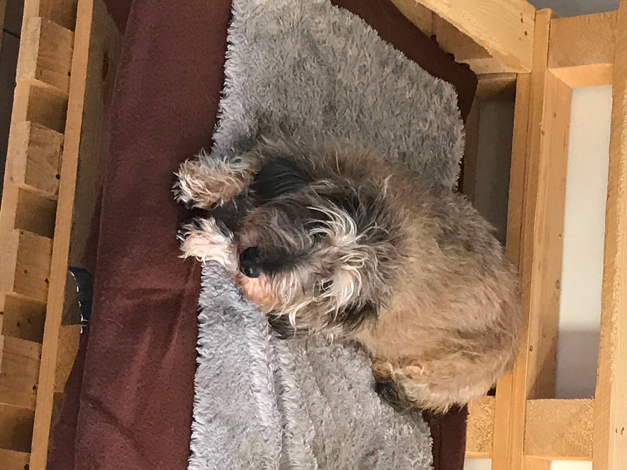 Moka a rejoint le concours — aidez-le/la à gagner de superbes lots ! canidae, carnivore, claw, companion_dog, dog, dog_breed, dog_supply, fawn, felidae, flooring, fur, schnauzer, small_terrier, small_to_medium_sized_cats, sporting_group, tail, terrier, toy_dog, wood, working_animal