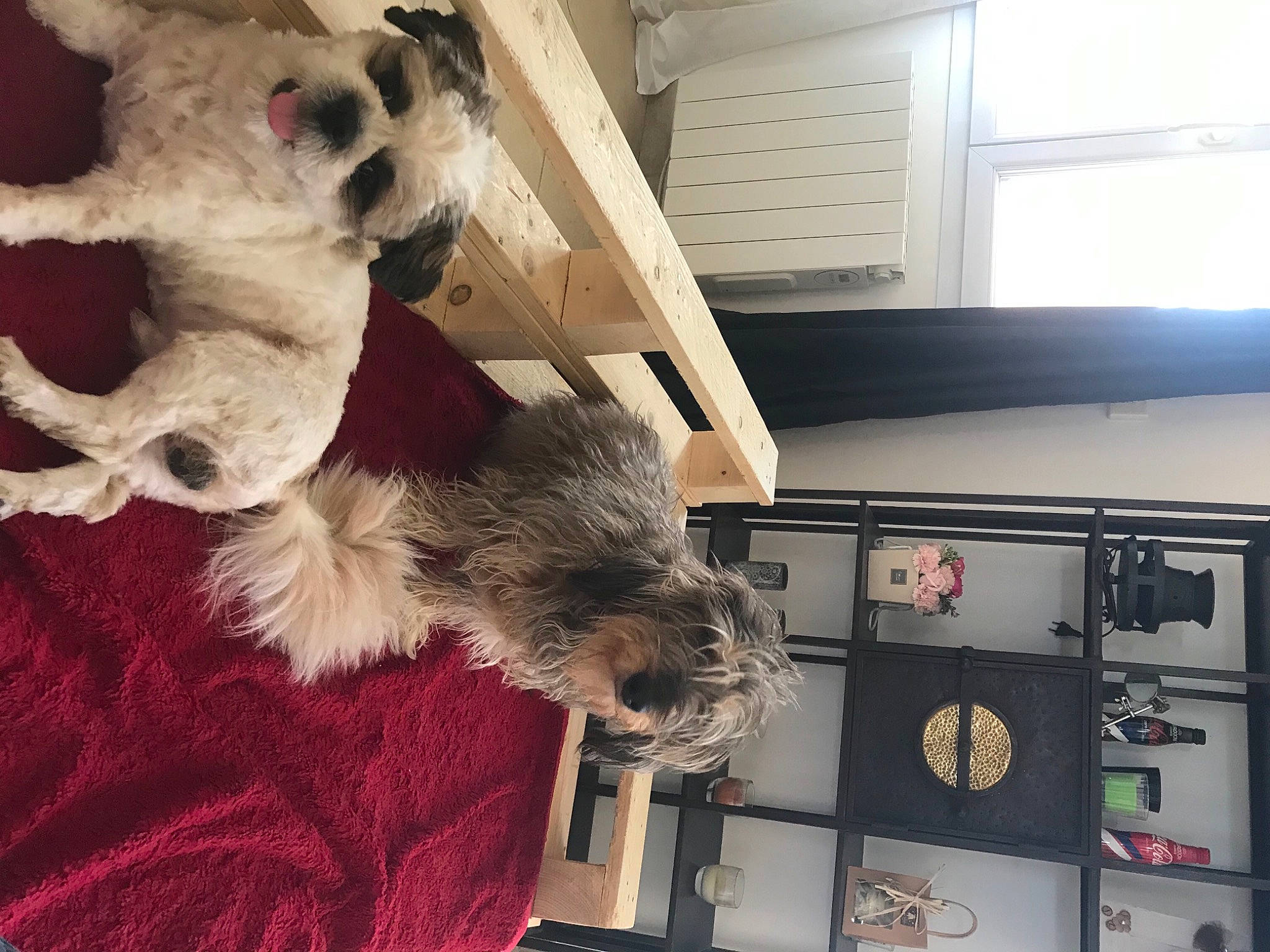 Moka a rejoint le concours — aidez-le/la à gagner de superbes lots ! canidae, carnivore, companion_dog, dog, dog_breed, fawn, felidae, fur, schnauzer, small_terrier, snout, sporting_group, standard_schnauzer, tail, terrier, toy_dog, window, window_blind, wood, working_animal