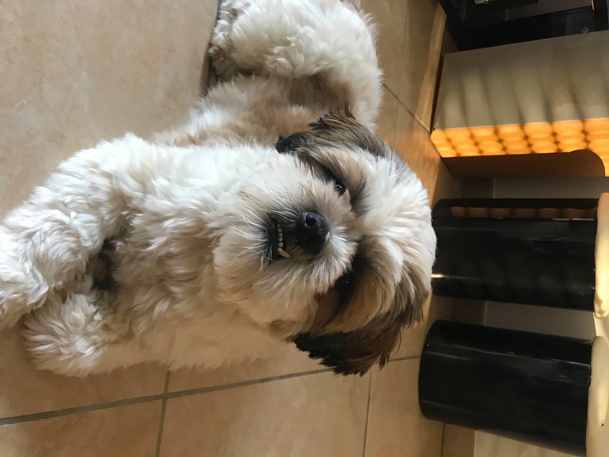 Pepsi a rejoint le concours — aidez-le/la à gagner de superbes lots ! canidae, carnivore, cockapoo, companion_dog, dog, dog_breed, fawn, flooring, fur, labradoodle, maltepoo, old_english_sheepdog, poodle_crossbreed, shih_poo, small_terrier, snout, sporting_group, terrier, toy_dog, working_animal