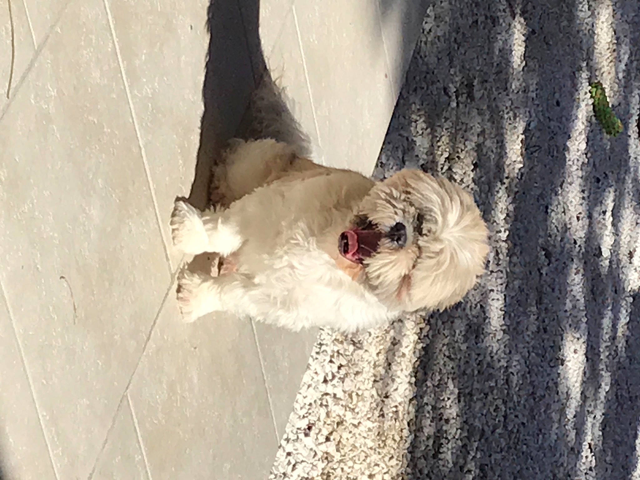 Happy a rejoint le concours — aidez-le/la à gagner de superbes lots ! carnivore, collar, companion_dog, dog, dog_breed, eyewear, fawn, felidae, fur, small_terrier, snout, sporting_group, sunglasses, tail, terrier, toy_dog, tree, trunk, whiskers, wood