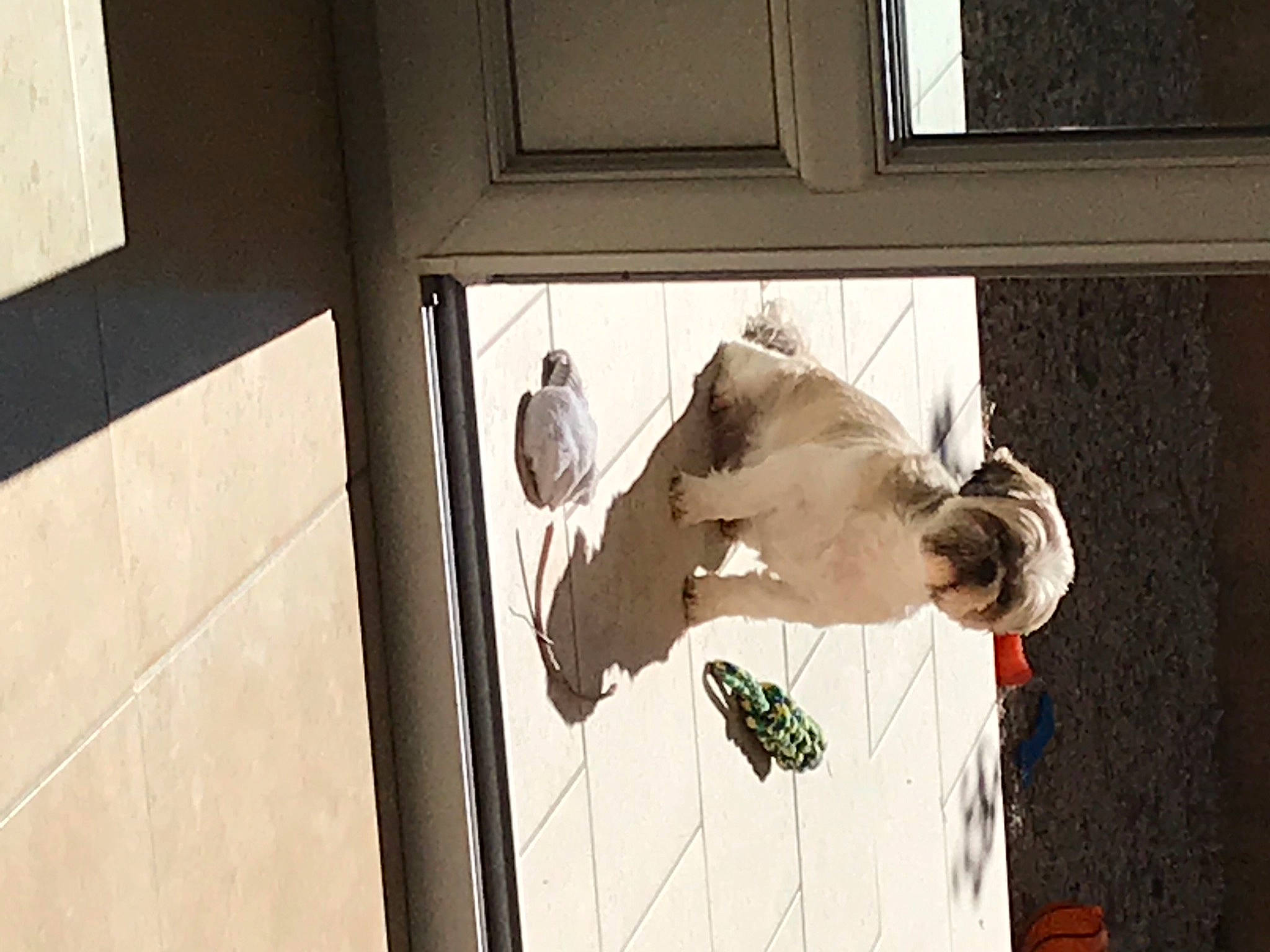 Happy a rejoint le concours — aidez-le/la à gagner de superbes lots ! adventure, door, facade, flooring, gesture, recreation, room, street, tree, visual_arts, window, wing, wood