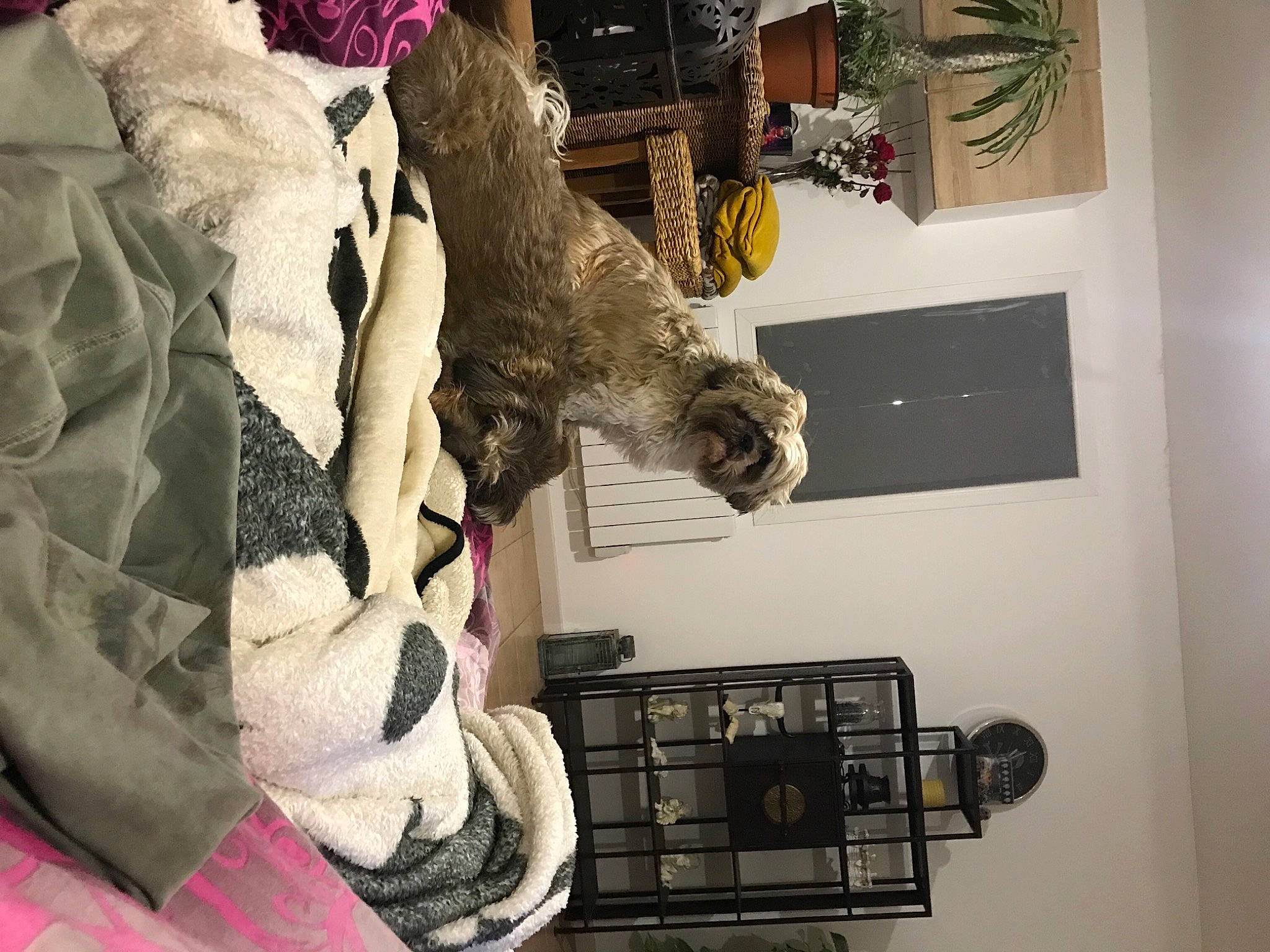 Happy a rejoint le concours — aidez-le/la à gagner de superbes lots ! art, comfort, felidae, flowerpot, fur, fur_clothing, house, houseplant, linens, machine, pattern, picture_frame, plant, room, stuffed_toy, tail, telephone, toy, tree, wood