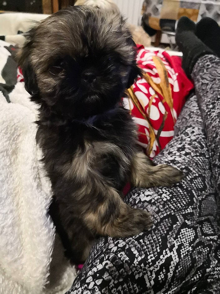 Riki participe au concours pour gagner de l'argent avec cette photo : carnivore, comfort, companion_dog, dog, dog_breed, dog_supply, fawn, fur, liver, maltepoo, non_sporting_group, pekapoo, poodle_crossbreed, shih_poo, small_terrier, snout, terrier, toy_dog, whiskers, working_animal