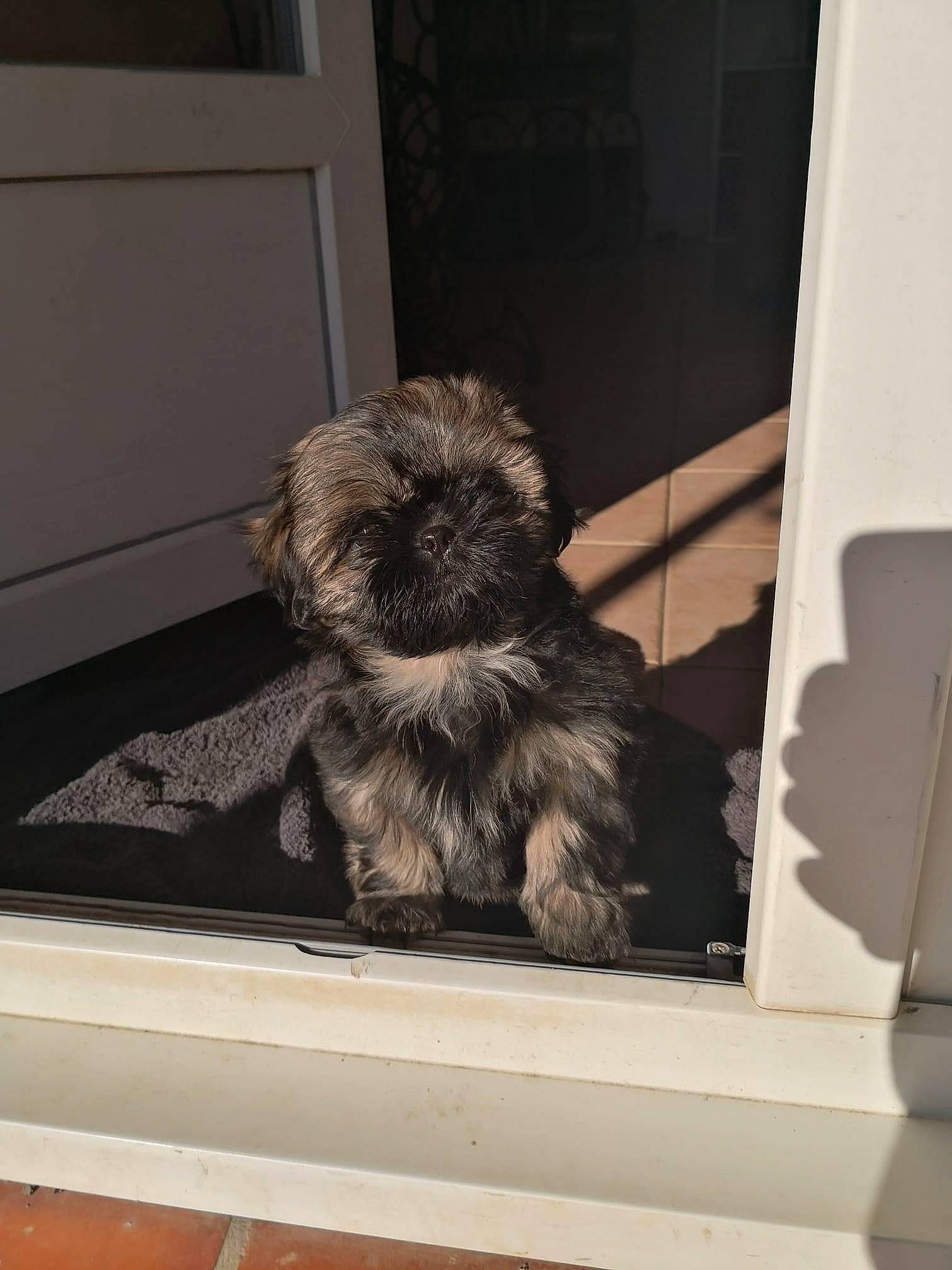 Riki a rejoint le concours — aidez-le/la à gagner de superbes lots ! carnivore, comfort, companion_dog, dog, dog_breed, door, flooring, fur, glass, liver, rectangle, small_terrier, sporting_group, still_life_photography, tail, terrier, tints_and_shades, toy_dog, window, windshield