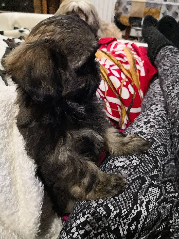 Riki participe au concours pour gagner de l'argent avec cette photo : canidae, carnivore, collar, comfort, companion_dog, dog, dog_breed, dog_collar, dog_supply, fur, liver, nap, pattern, schnauzer, small_terrier, snout, spaniel, tail, terrier, toy_dog