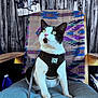 animal, black_and_white, blanket, cat, chair, curious, cushion, domestic_cat, harness, indoor, leash, looking_up, patterned_blanket, pet, pink_nose, relax_sign, seated, sign, tuxedo_cat, wooden_wall