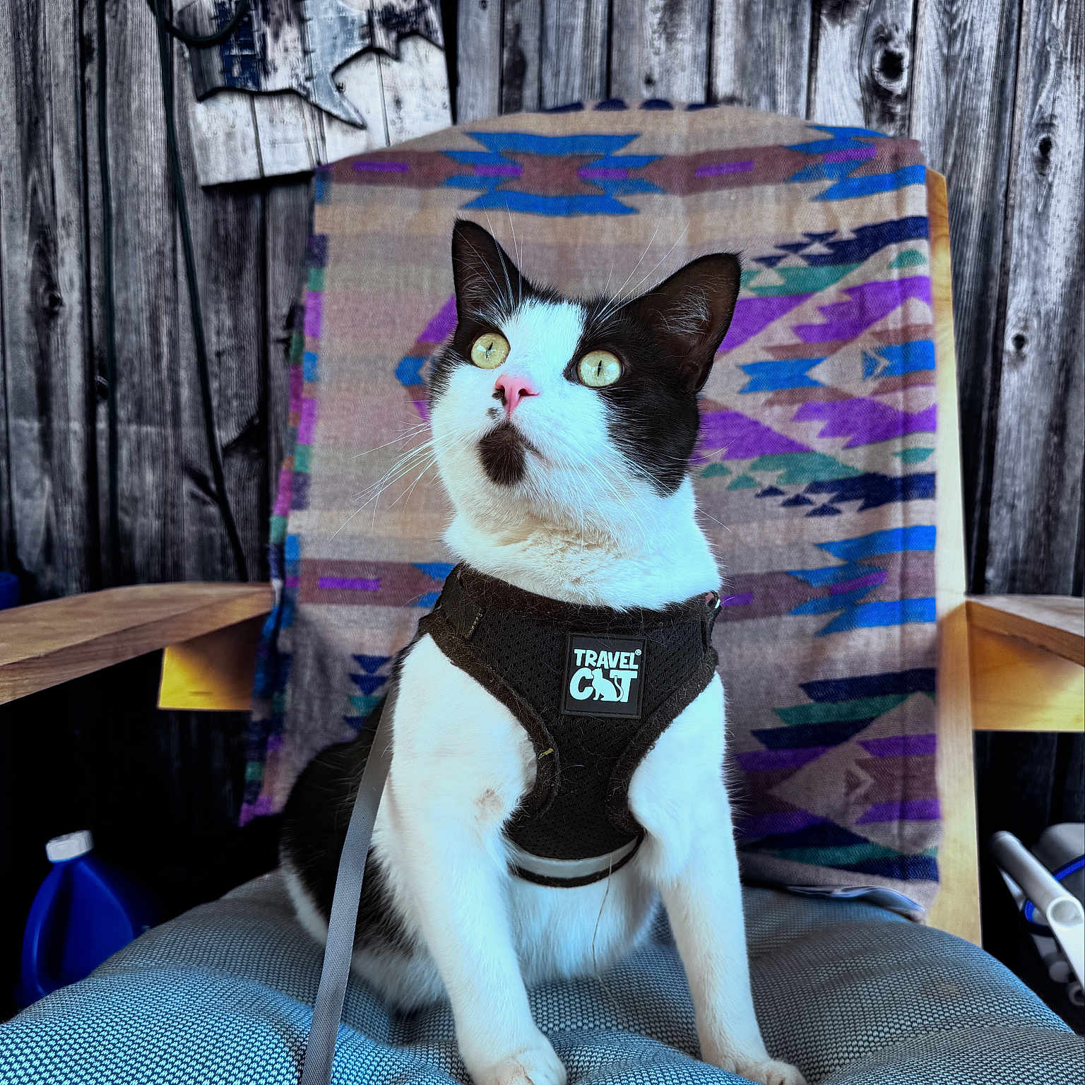 Coco is registered to the contest to win money with this photo: animal, black_and_white, blanket, cat, chair, curious, cushion, domestic_cat, harness, indoor, leash, looking_up, patterned_blanket, pet, pink_nose, relax_sign, seated, sign, tuxedo_cat, wooden_wall