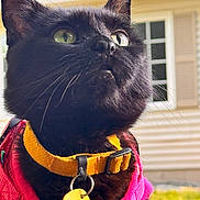 Tippy joined the competition — help win amazing prizes! cat, black_cat, collar, harness, yellow_collar, pink_harness, pet, outdoor, green_eyes, close_up, whiskers, fur, animal, domestic_cat, curious, sunlight, house, window, background, tag