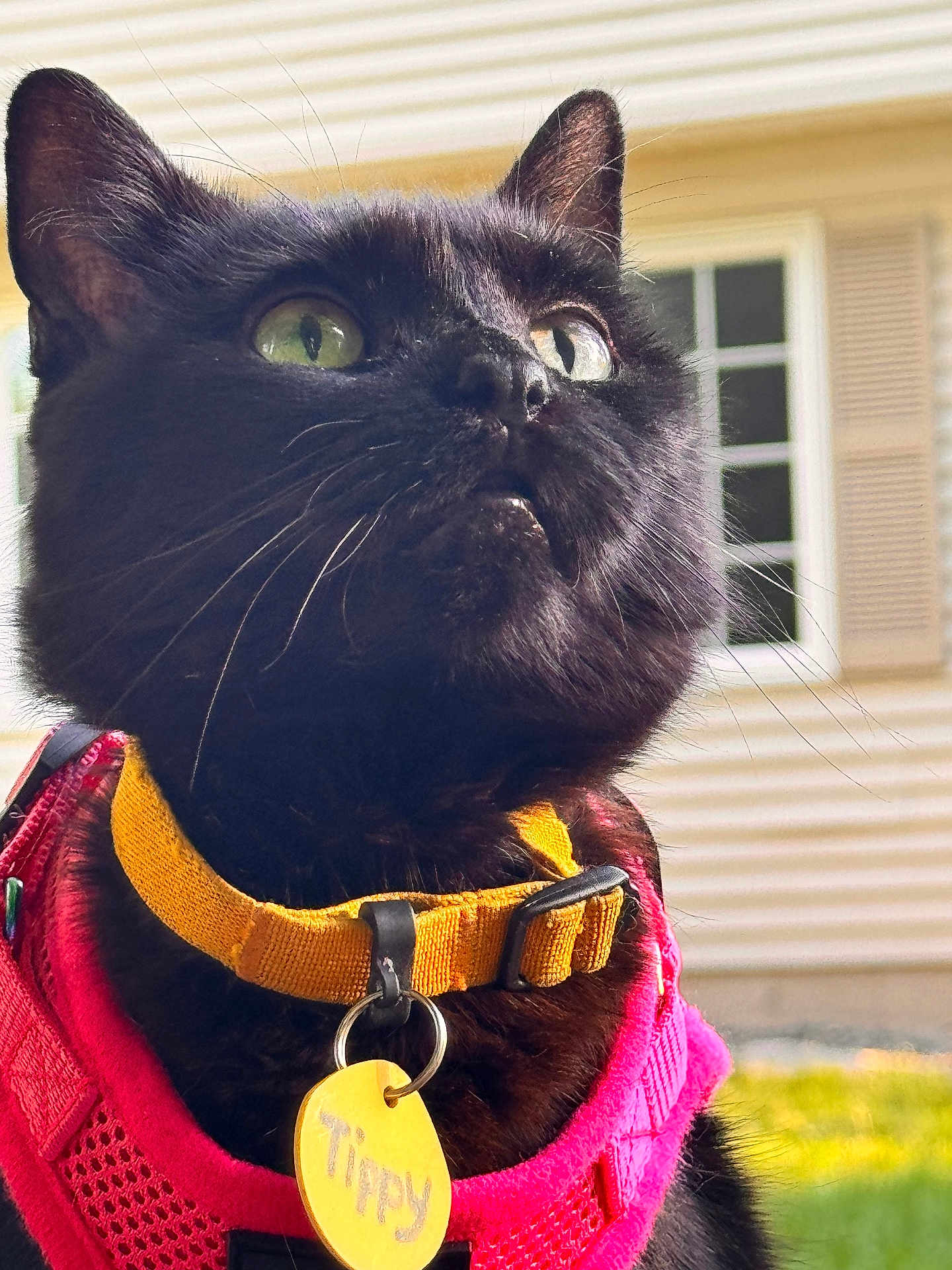 Tippy joined the competition — help win amazing prizes! cat, black_cat, collar, harness, yellow_collar, pink_harness, pet, outdoor, green_eyes, close_up, whiskers, fur, animal, domestic_cat, curious, sunlight, house, window, background, tag