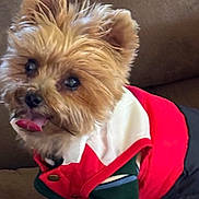 Whiskey is registered to the contest to win money with this photo: dog, small_dog, yorkshire_terrier, pet, cute, fur, tongue_out, clothing, jacket, sweater, indoor, couch, brown, cozy, animal, friendly, standing, fur_texture, ears_up, adorable