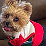 dog, small_dog, yorkshire_terrier, pet, cute, fur, tongue_out, clothing, jacket, sweater, indoor, couch, brown, cozy, animal, friendly, standing, fur_texture, ears_up, adorable