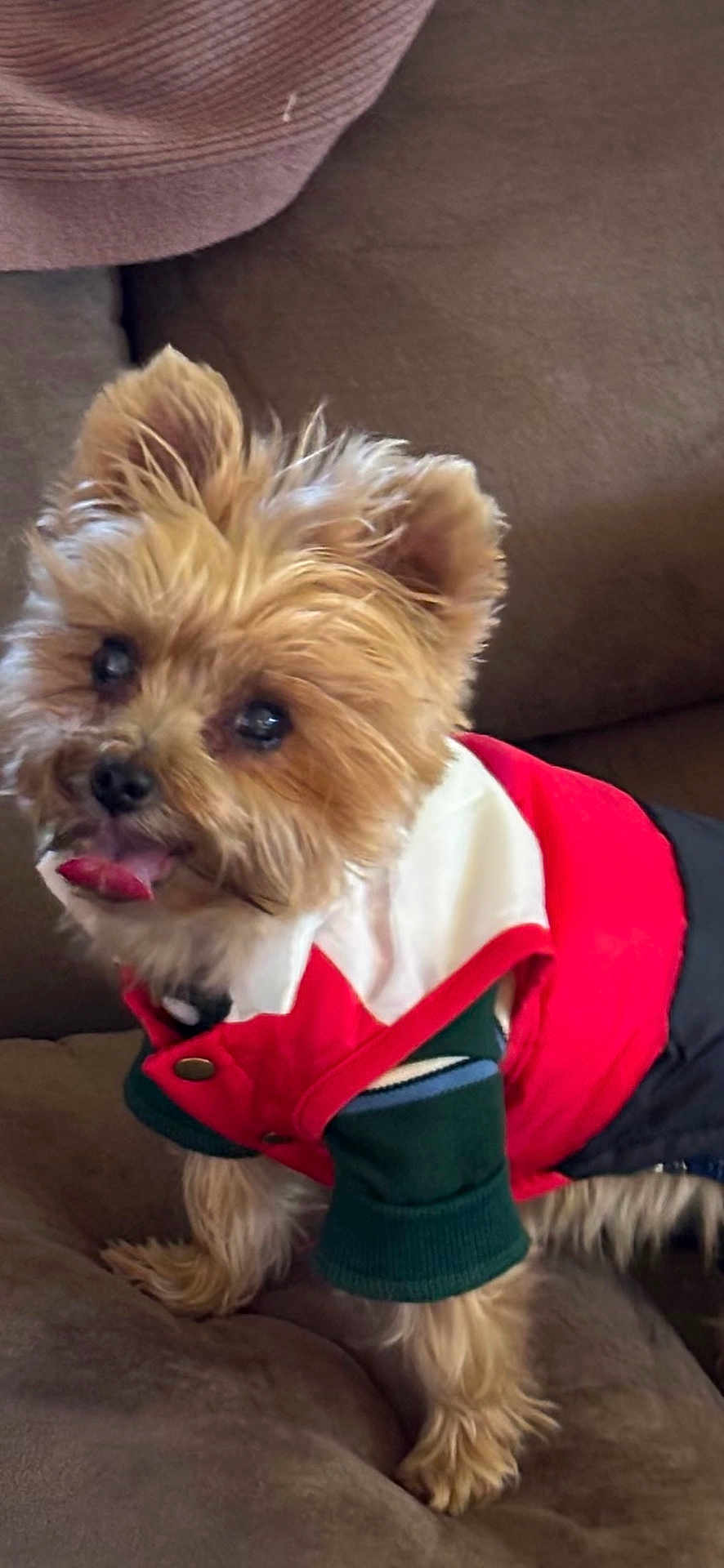Whiskey is registered to the contest to win money with this photo: dog, small_dog, yorkshire_terrier, pet, cute, fur, tongue_out, clothing, jacket, sweater, indoor, couch, brown, cozy, animal, friendly, standing, fur_texture, ears_up, adorable