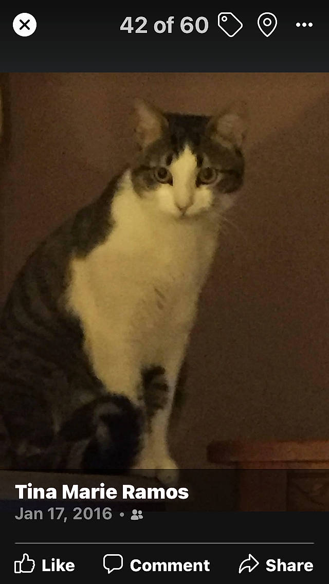 Whiskers is registered to the contest to win money with this photo: art, carnivore, cat, darkness, domestic_short_haired_cat, door, eye, felidae, fur, paw, photo_caption, room, sitting, small_to_medium_sized_cats, snout, tail, whiskers, window, wood