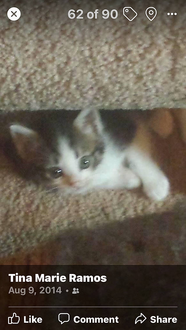 Whiskers joined the competition — help win amazing prizes! box, carnivore, cat, cat_supply, domestic_short_haired_cat, fawn, felidae, fur, hardwood, paw, photo_caption, small_to_medium_sized_cats, snout, tail, terrestrial_animal, whiskers, wood