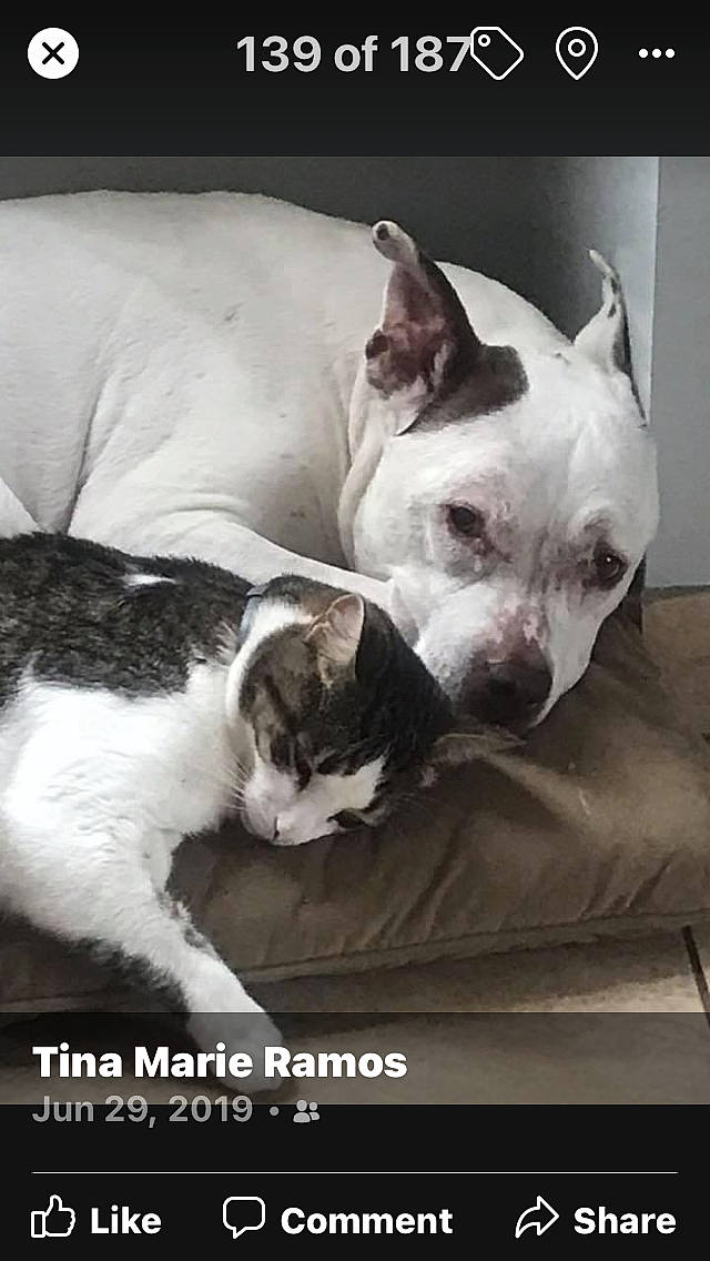 Whiskers is registered to the contest to win money with this photo: canidae, carnivore, cat, comfort, companion_dog, dog, dog_breed, domestic_short_haired_cat, fawn, felidae, fur, jaw, mammal, paw, small_to_medium_sized_cats, sporting_group, tail, terrestrial_animal, vertebrate, whiskers