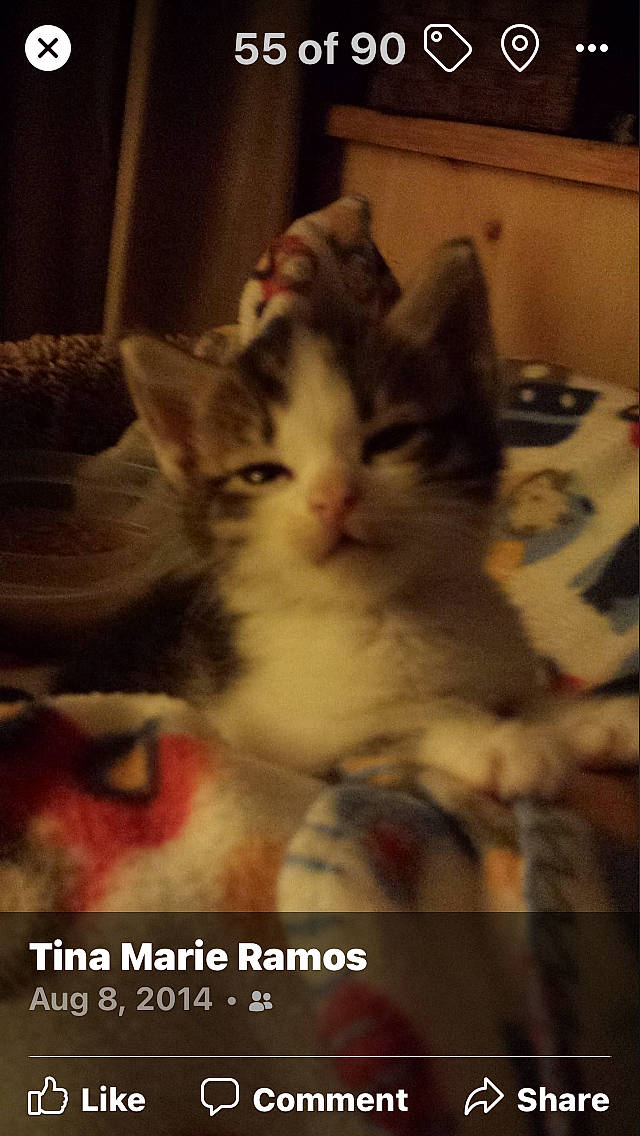 Whiskers joined the competition — help win amazing prizes! carnivore, cat, claw, comfort, darkness, domestic_short_haired_cat, fawn, felidae, flesh, foot, fur, nap, paw, photo_caption, plant, room, small_to_medium_sized_cats, snout, tail, whiskers