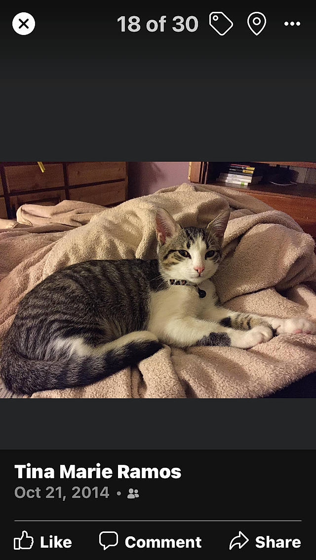 Whiskers is registered to the contest to win money with this photo: bed, bed_sheet, bedding, carnivore, cat, cat_supply, comfort, darkness, domestic_short_haired_cat, felidae, fur, grey, linens, mammal, paw, photo_caption, room, small_to_medium_sized_cats, vertebrate, whiskers