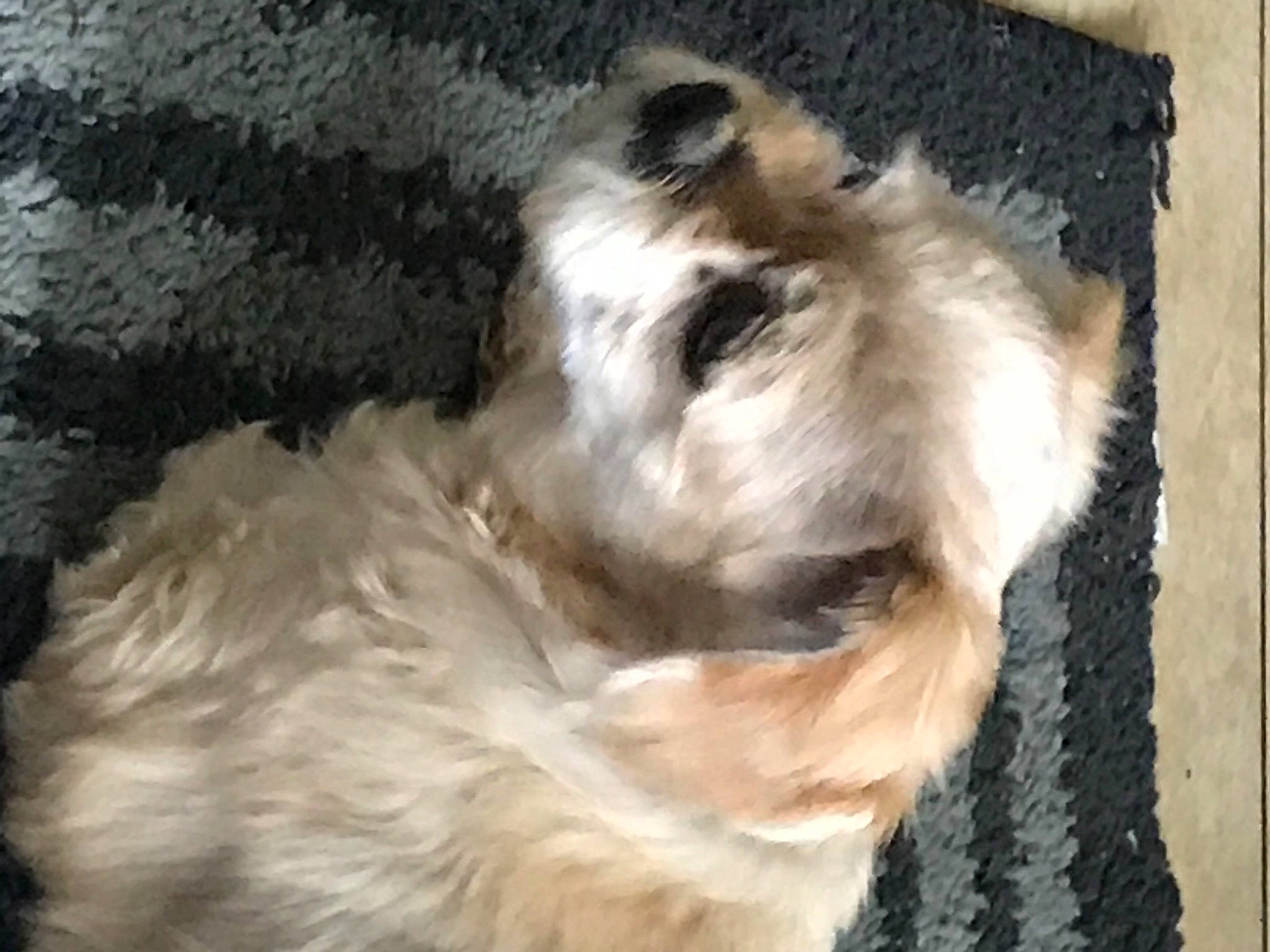 Skippy is registered to the contest to win money with this photo: canidae, carnivore, companion_dog, dog, dog_breed, fawn, fur, liver, non_sporting_group, paw, snout, sporting_group, tail, whiskers, working_animal