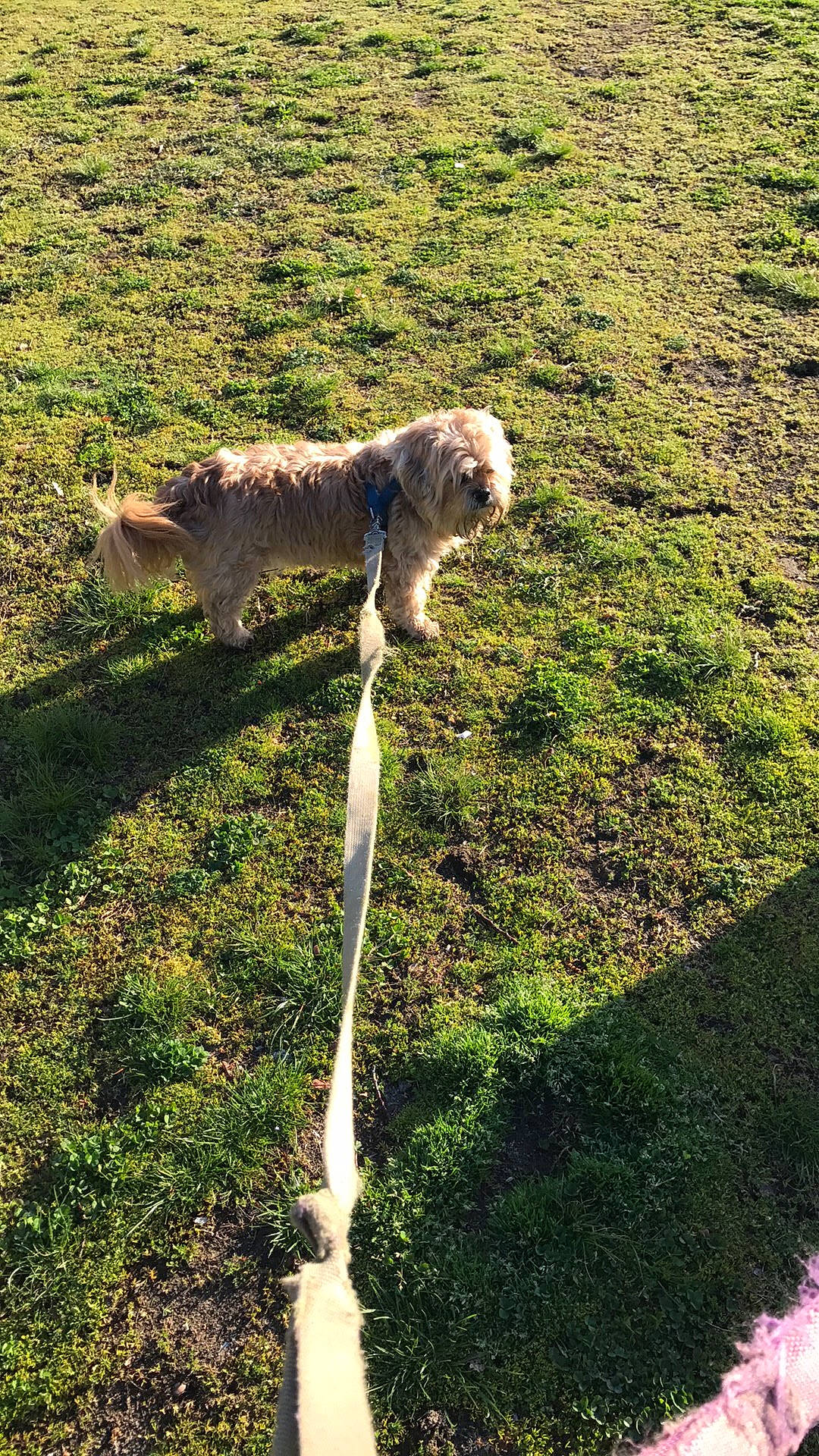 Skippy is registered to the contest to win money with this photo: carnivore, companion_dog, dog, dog_breed, fawn, felidae, garden_hose, grass, grass_family, grassland, groundcover, hose, landscape, lawn, leash, people_in_nature, plant, shadow, shrub, tail