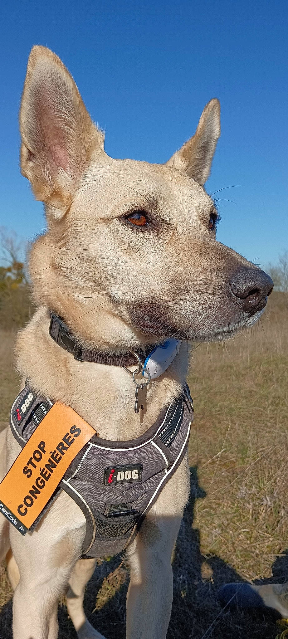 Duke a rejoint le concours — aidez-le/la à gagner de superbes lots ! ancient_dog_breeds, canidae, carnivore, collar, companion_dog, dog, dog_breed, dog_collar, dog_supply, fawn, guard_dog, leash, non_sporting_group, pet_supply, sky, snout, sporting_group, whiskers, working_animal, working_dog