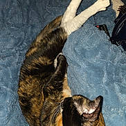 Theo is registered to the contest to win money with this photo: cat, tortoiseshell, pet, feline, animal, sleeping, relaxed, indoor, blanket, blue_blanket, fur, whiskers, paw, resting, cozy, soft_texture, closeup, laying, comfort, domestic