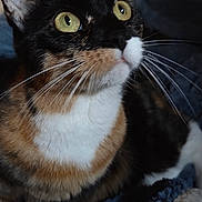 Theo is registered to the contest to win money with this photo: animal, calico_cat, cat, close_up, cozy, curious, cute, detailed, domestic_cat, face, feline, fur, indoor, looking_up, mammal, pet, portrait, soft_light, whiskers, yellow_eyes