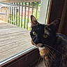 Theo joined the competition — help win amazing prizes! animal, cat, closeup, curious, daylight, deck, ear, face, feline, glass, greenery, indoor, nature, outdoor, pet, reflection, tortoiseshell_cat, whiskers, window, wood
