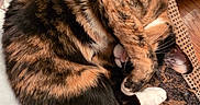 Theo joined the competition — help win amazing prizes! cat, calico, sleeping, curled_up, paw, fur, indoor, wood_floor, blanket, patterned_fabric, cozy, pet, animal, resting, cute, whiskers, claws, ears, tabby, domestic_cat