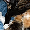 Theo is registered to the contest to win money with this photo: cat, calico, fur, paw, sleeping, resting, blue_blanket, close_up, pet, animal, cozy, whiskers, feline, soft, cute, domestic_animal, relaxed, covered_face, indoor, nap