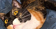 Theo joined the competition — help win amazing prizes! animal, blue_blanket, calico_cat, cat, close_up, cute, domestic_animal, ear, face, feline, fur, indoor, lying_down, nose, pet, pink_tongue, playful, texture, whiskers, yellow_eyes