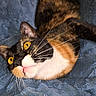 Theo joined the competition — help win amazing prizes! cat, calico_cat, pet, animal, feline, whiskers, yellow_eyes, pink_tongue, fur, close_up, texture, blue_blanket, cute, lying_down, indoor, domestic_animal, playful, face, nose, ear