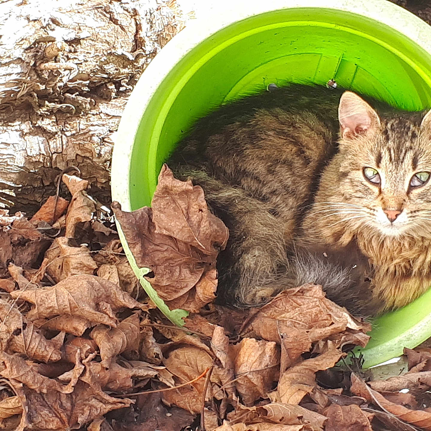 Maë participe au concours pour gagner de l'argent avec cette photo : animal, autumn_leaves, cat, closeup, cozy, curious, daylight, dry_leaves, ears, feline, fur, green_bucket, ground, leaf_litter, nature, outdoor, pet, resting, tabby, whiskers
