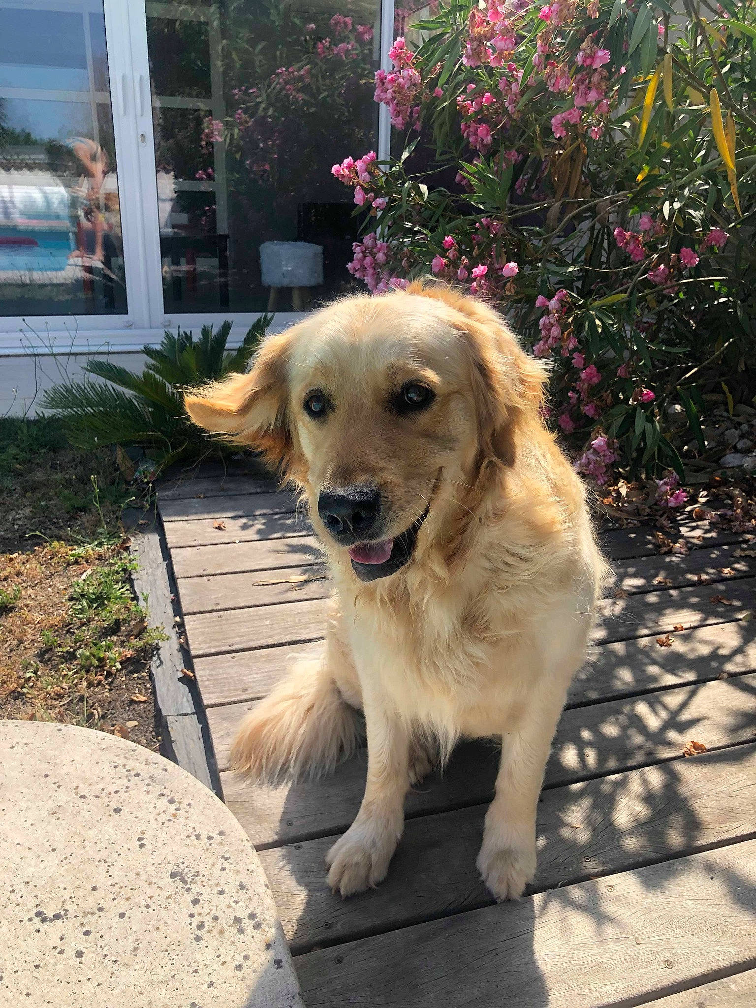 Muse a rejoint le concours — aidez-le/la à gagner de superbes lots ! canidae, carnivore, companion_dog, dog, dog_breed, fawn, golden_retriever, mammal, retriever, small_greek_domestic_dog, snout, sporting_group, vertebrate, working_dog