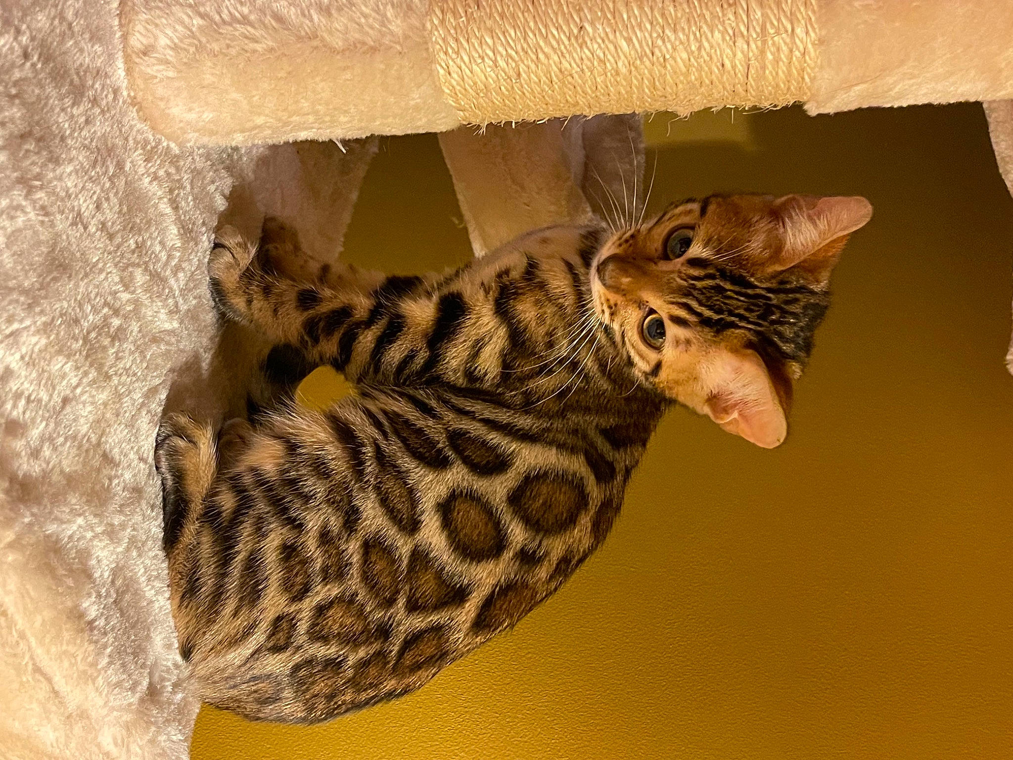 Neytiri participe au concours pour gagner de l'argent avec cette photo : artifact, big_cats, carnivore, cat, domestic_short_haired_cat, door, fawn, felidae, fur, pattern, small_to_medium_sized_cats, snout, tail, terrestrial_animal, whiskers, wildlife, wood