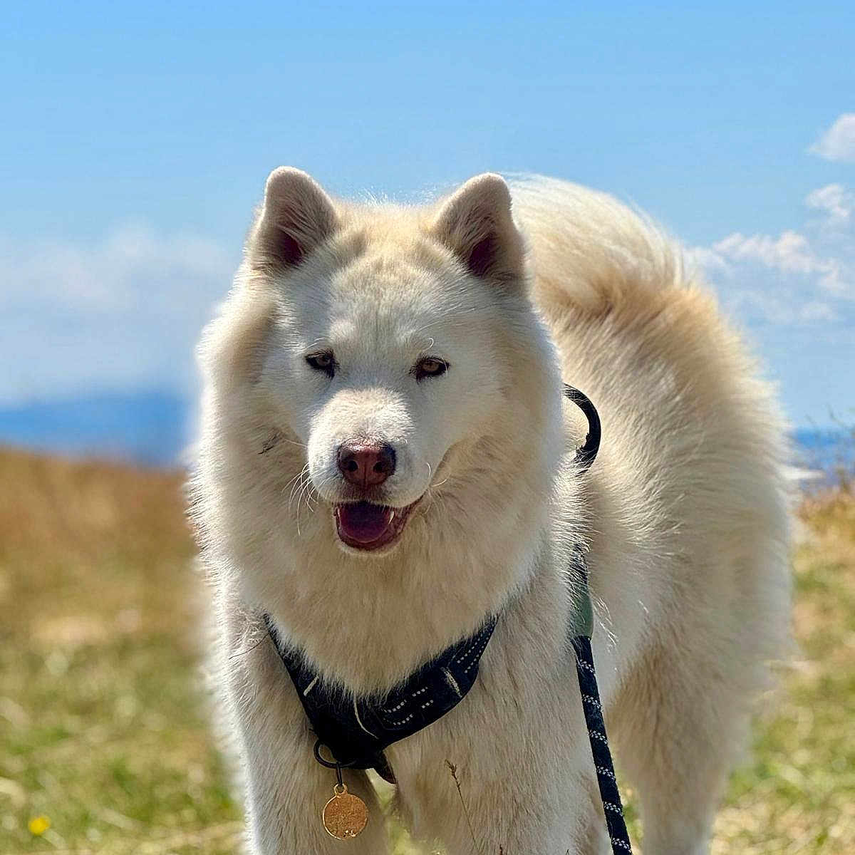 Maya participe au concours pour gagner de l'argent avec cette photo : animal, canine, daytime, dog, ears, field, fluffy, grass, happy, leash, nature, outdoor, pet, portrait, sky, sunny, tag, tail, walking, white_dog