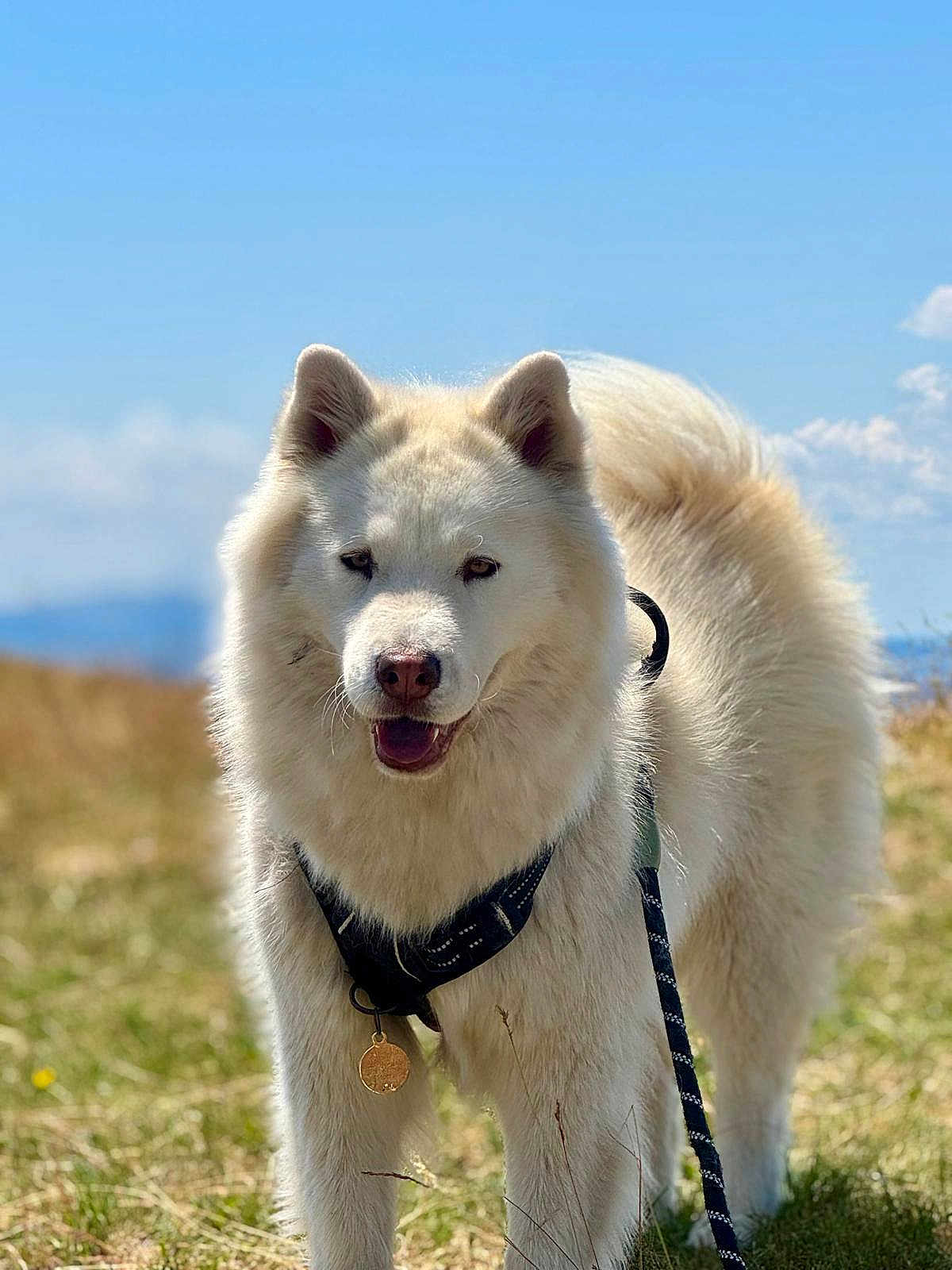 Maya participe au concours pour gagner de l'argent avec cette photo : dog, white_dog, fluffy, outdoor, grass, leash, tag, happy, canine, pet, nature, sunny, sky, field, animal, portrait, ears, tail, walking, daytime