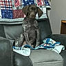 animal, blanket, brown, cabinet, chair, clock, cozy, cute, dog, domestic, furniture, household, indoor, living_room, pet, puppy, quilt, recliner, sitting, speckled