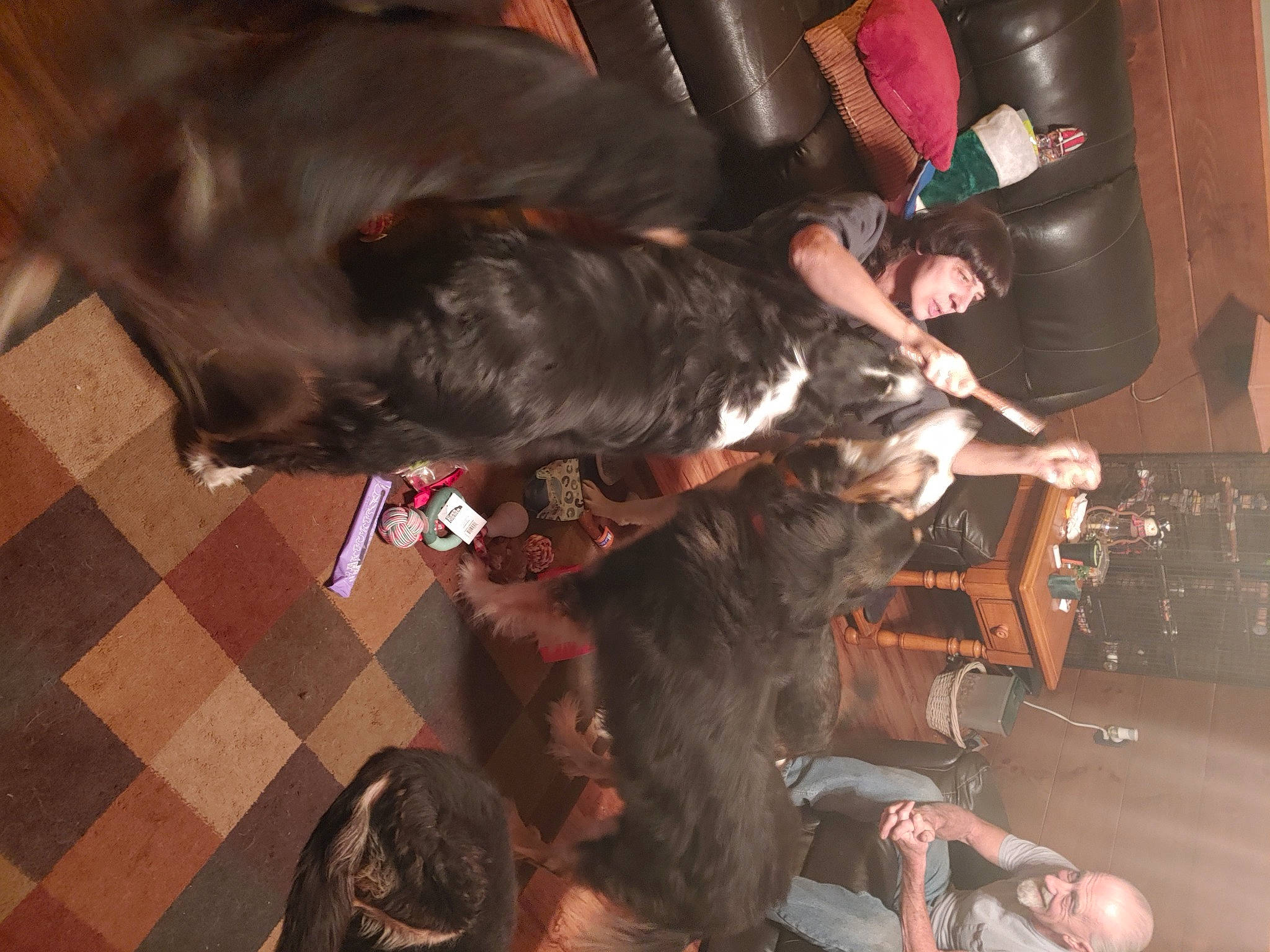 Blaze joined the competition — help win amazing prizes! canidae, comfort, companion_dog, dog, dog_breed, event, flesh, fun, fur, guard_dog, liver, non_sporting_group, room, sporting_group