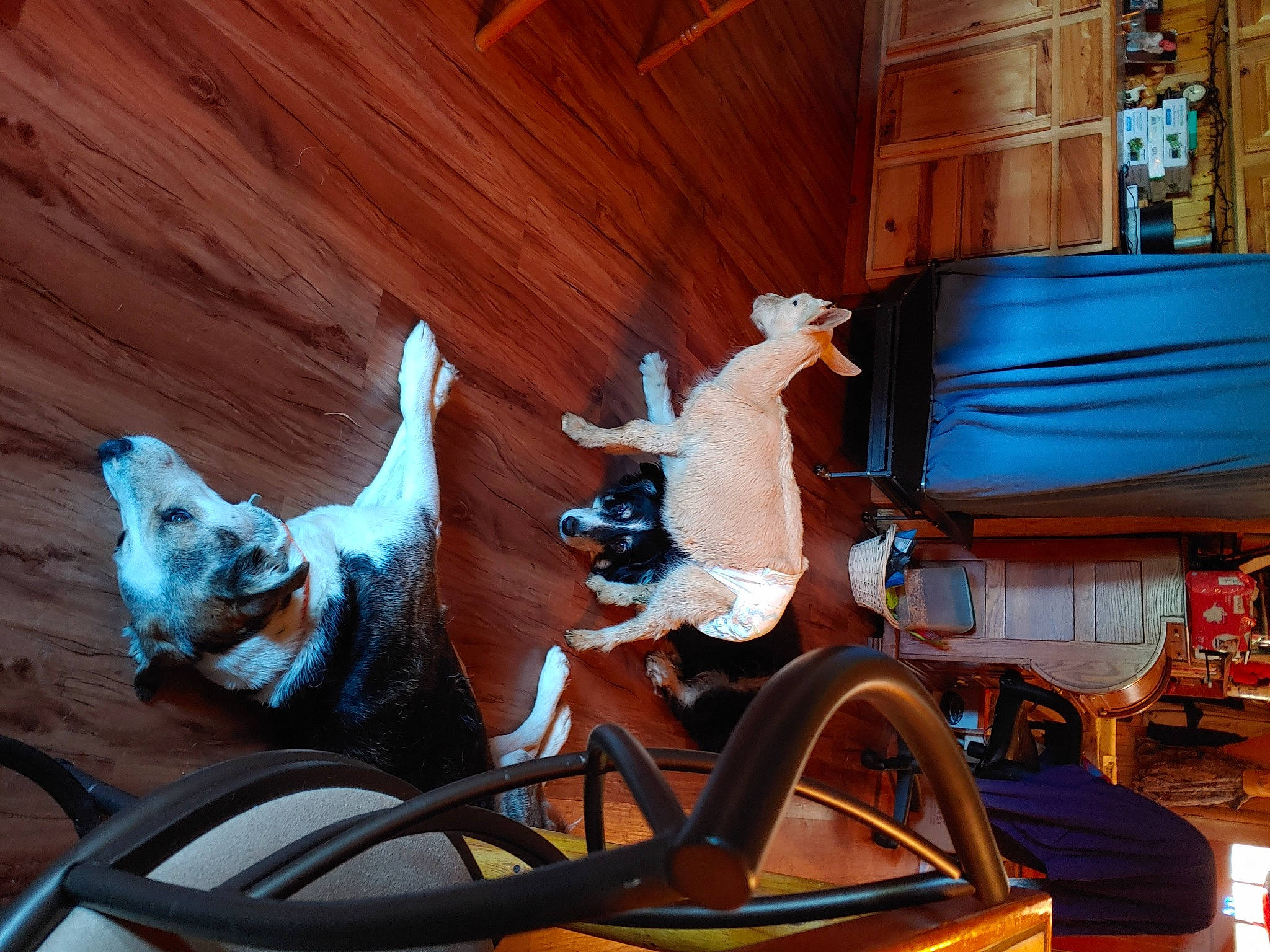 Blaze joined the competition — help win amazing prizes! art, automotive_exterior, bumper, carnivore, comfort, companion_dog, dog, dog_breed, fawn, felidae, hardwood, leisure, room, sculpture, steering_wheel, tail, vehicle, vehicle_door, wood, working_animal