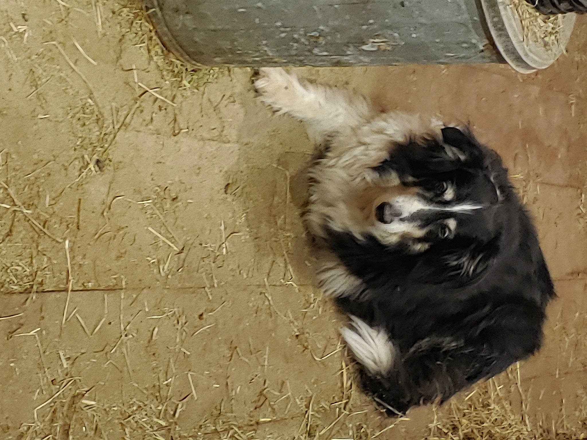 Blaze joined the competition — help win amazing prizes! art, bovine, carnivore, companion_dog, concrete, dog_breed, fur, goats, livestock, road_surface, shadow, skunk, soil, street_dog, striped_skunk, tail, terrestrial_animal, tints_and_shades, whiskers, working_animal