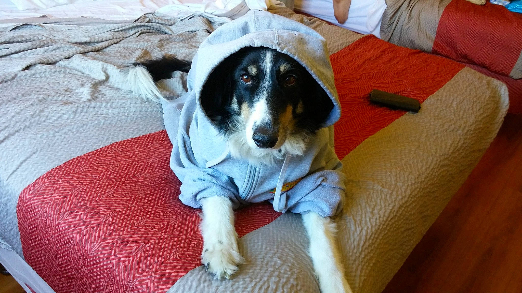 Blaze joined the competition — help win amazing prizes! bored, canidae, carnivore, comfort, companion_dog, couch, dog, dog_breed, dog_supply, flooring, sitting, snout, sporting_group, terrestrial_animal, working_animal, working_dog