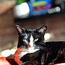 cat, black_and_white, feline, pet, animal, sunlight, red_blanket, relaxed, portrait, whiskers, ears, close_up, indoor, cozy, soft_light, fur, resting, focused, domestic_cat, cute