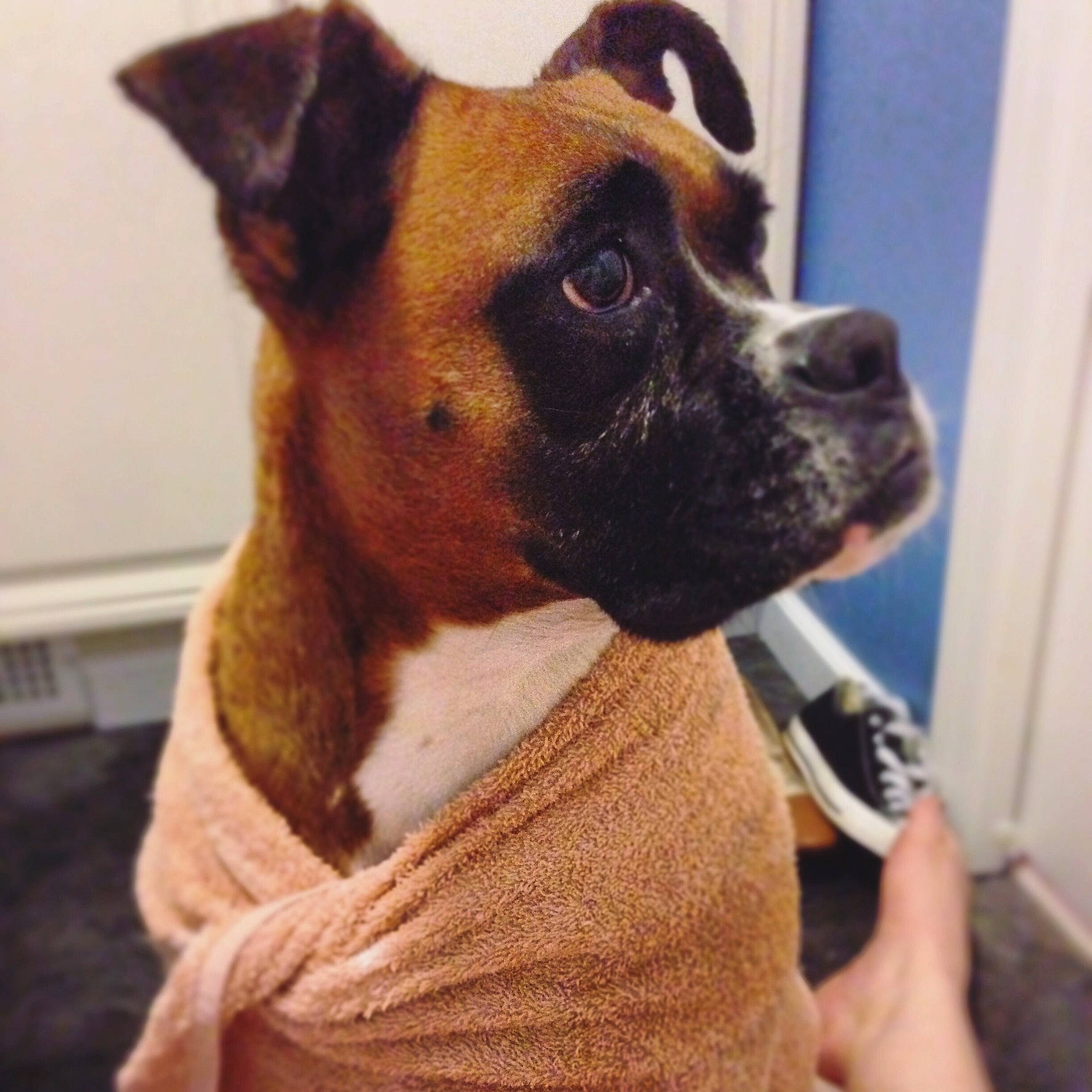 Della is registered to the contest to win money with this photo: american_pit_bull_terrier, american_staffordshire_terrier, ancient_dog_breeds, boxer, canidae, carnivore, companion_dog, dog, dog_breed, ear, fawn, mammal, non_sporting_group, rare_breed_dog, snout, sporting_group, valley_bulldog, vertebrate